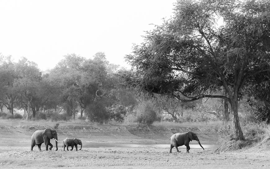 Elephants crossing a floodplain on photo safari with edward selfe in south luangwa national park.