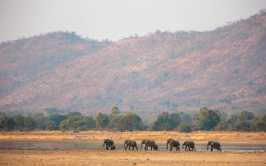 Elephants cross the river on photo safari in south luangwa national park.