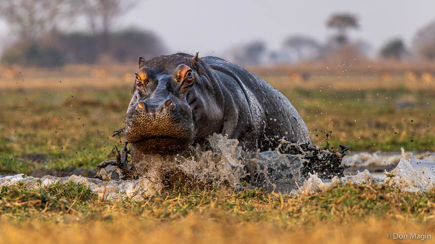 Wildlife image by don magin from a photo safari in zambia and zimbabwe with edward selfe.
