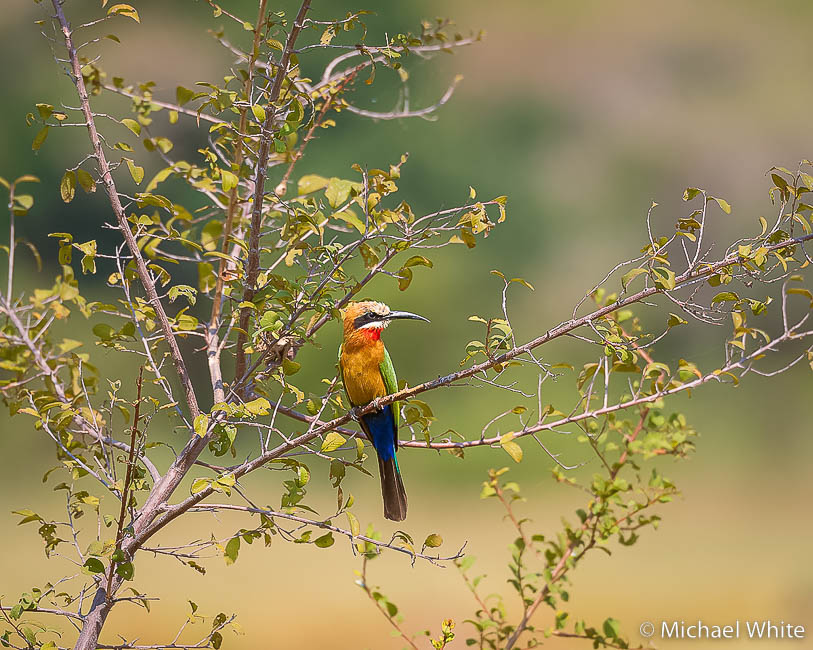 Mike white’s image of wildlife from photo safari with edward selfe in zambia.
