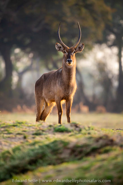 Wildlife image from photo safari with edward selfe.