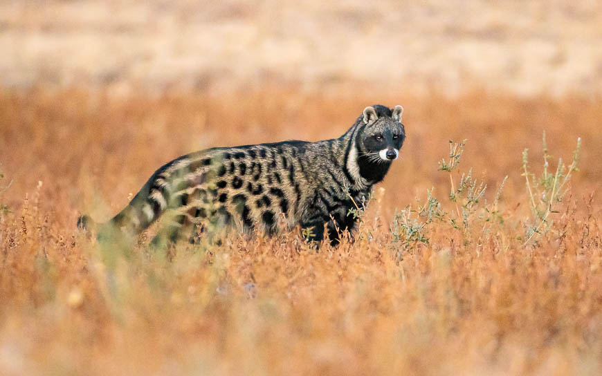 Images of wildlife from photo safari with edward selfe in the south luangwa np.