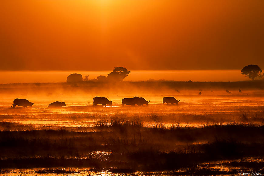 Andre erlichs image of wildlife from photo safari with edward selfe in zambia.