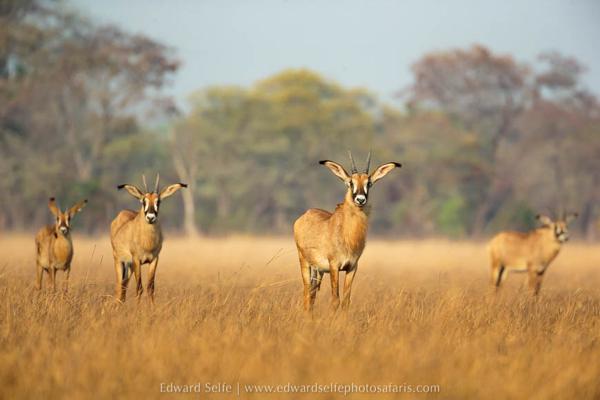 Wildlife image from a photo safari with edward selfe.