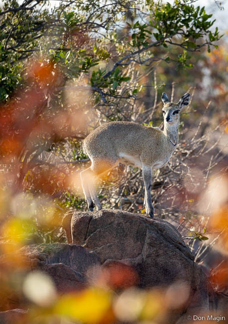 Wildlife image by don magin from a photo safari in zambia and zimbabwe with edward selfe.