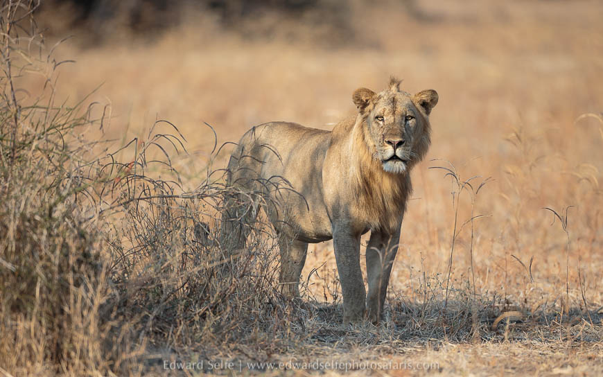 Lion peering over the grass on photo safari with edward selfe in south luangwa national park.
