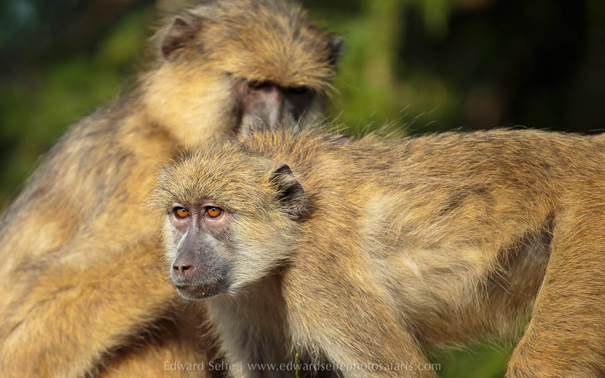 Wildlife image from photo safari with edward selfe.