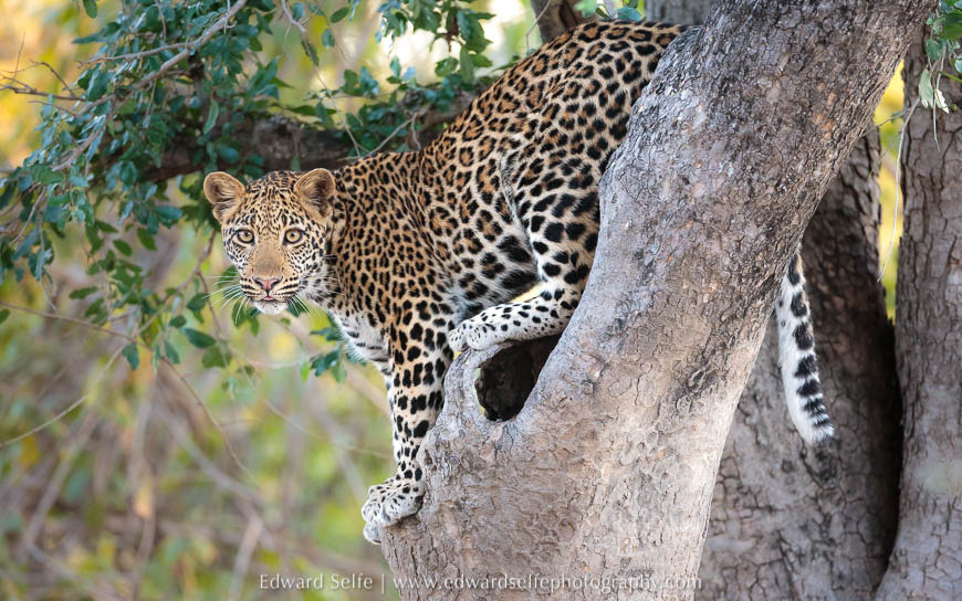 Young leopard in low tree on photo safari south luangwa national park.