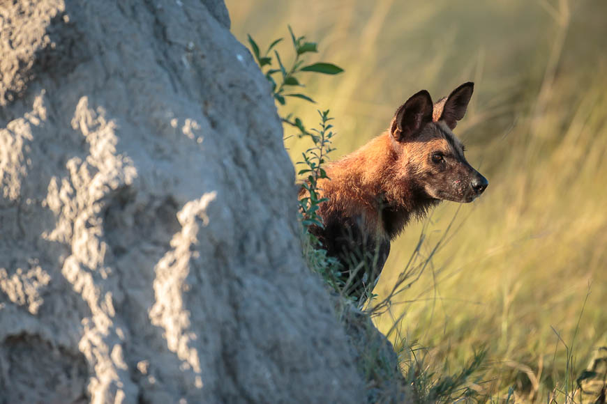Images of wildlife from photo safari with edward selfe