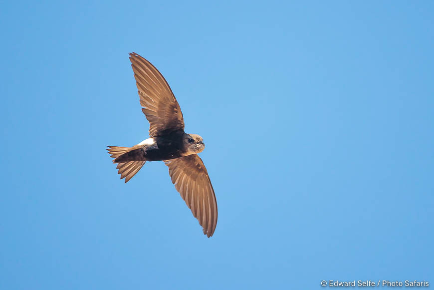 Wildlife image of a bird by edward selfe from photo safari in zambia.