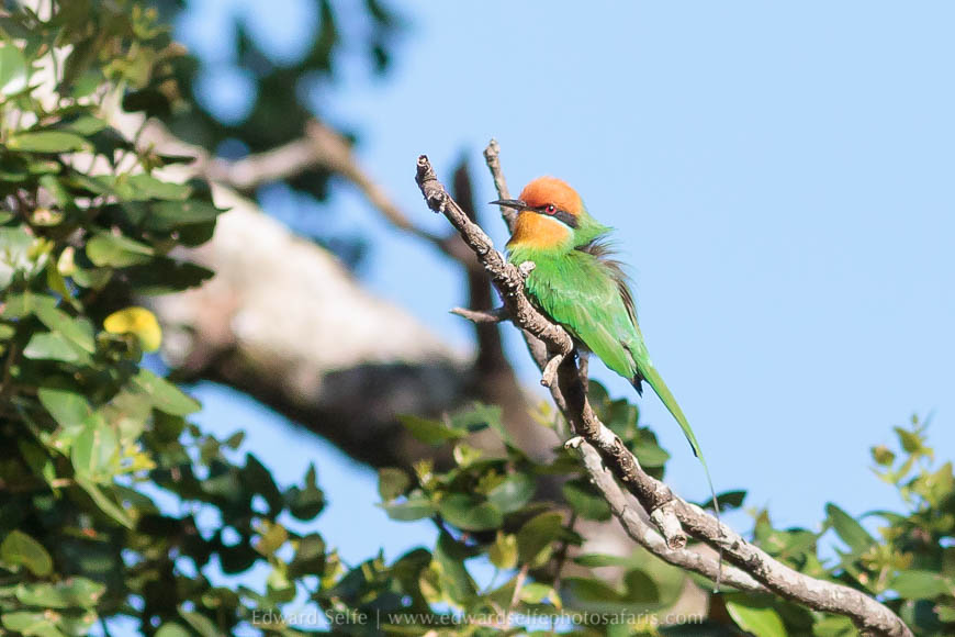 Wildlife image from photo safari with edward selfe.