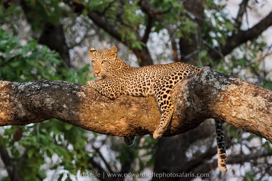 Wildlife image from photo safari with edward selfe.