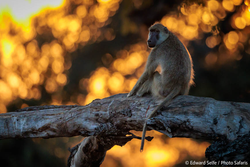 Image from exclusive luangwa photo safari by edward selfe