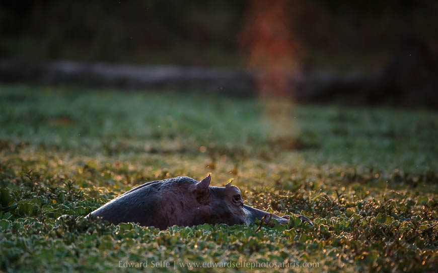 Wildlife image from photo safari with edward selfe.
