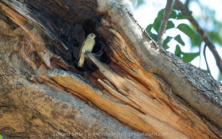 Wildlife image from photo safari with edward selfe.