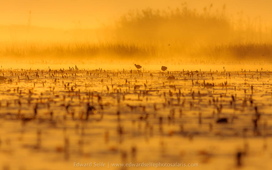 Wildlife image from photo safari with edward selfe.