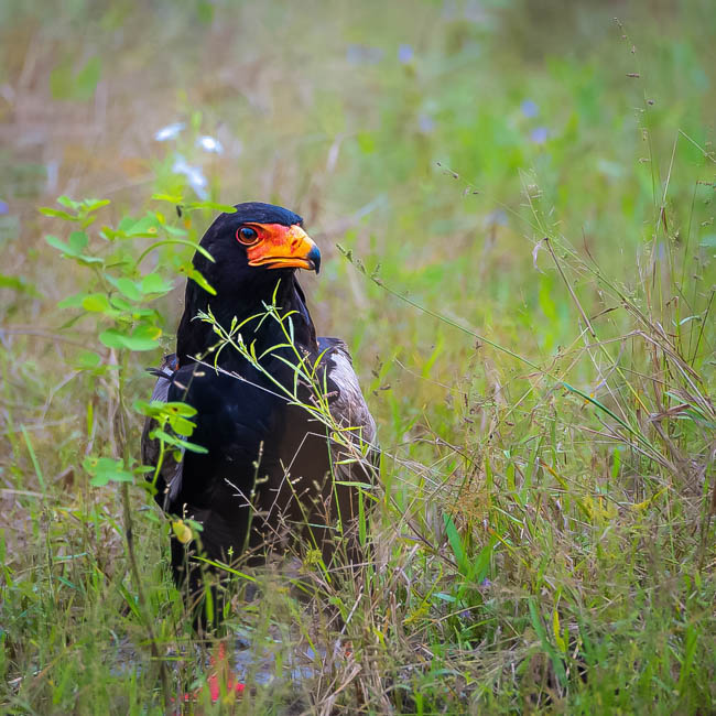 Wildlife image from South Luangwa by Mike White