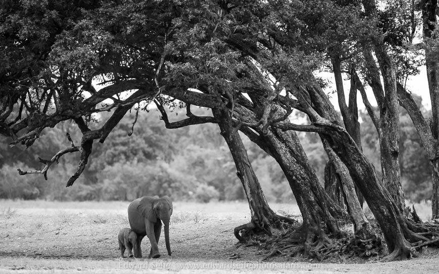 Black and white elephant animalscape on photo safari in south luangwa national park.