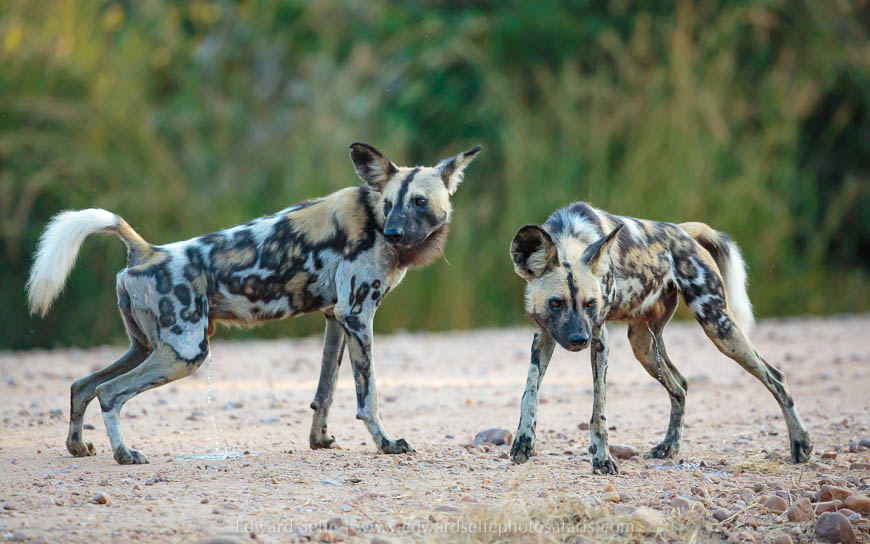Wildlife image from photo safari with edward selfe.