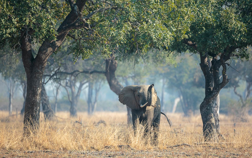 Elephant in leadwood forest on photo safari with edward selfe south luangwa national park.