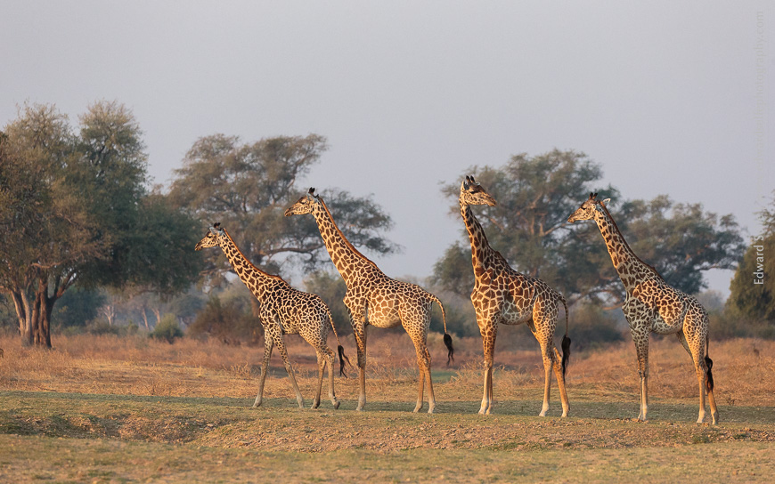 Giraffes bathed in soft golden afternoon light of Luangwa Wafwa area.