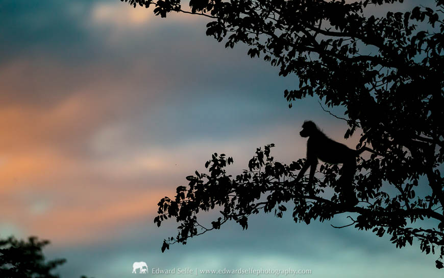 A silhouetted baboon in South Luangwa National Park