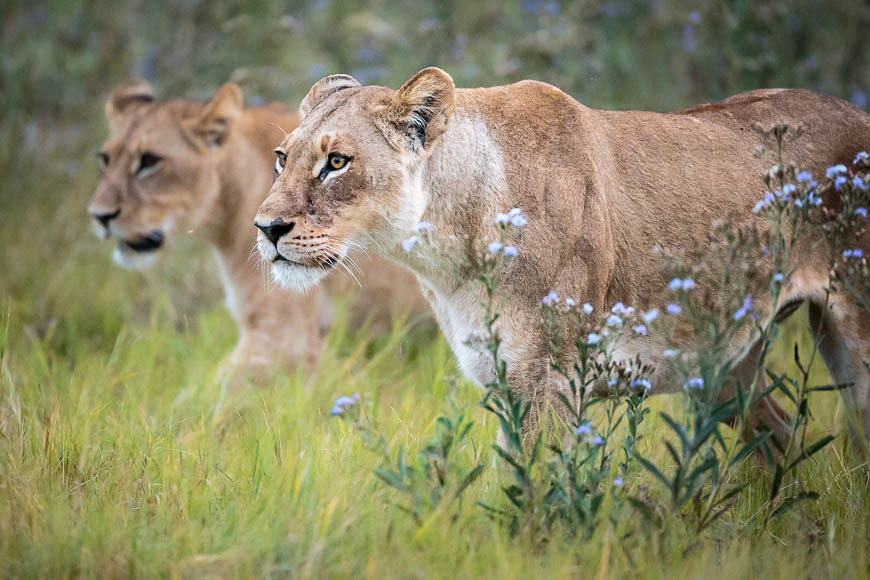 Images of wildlife from photo safari with edward selfe