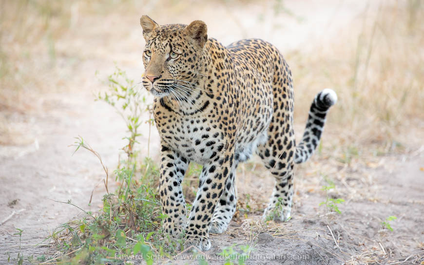 Leopard on the prowl photo safari with edward selfe in south luangwa national park.