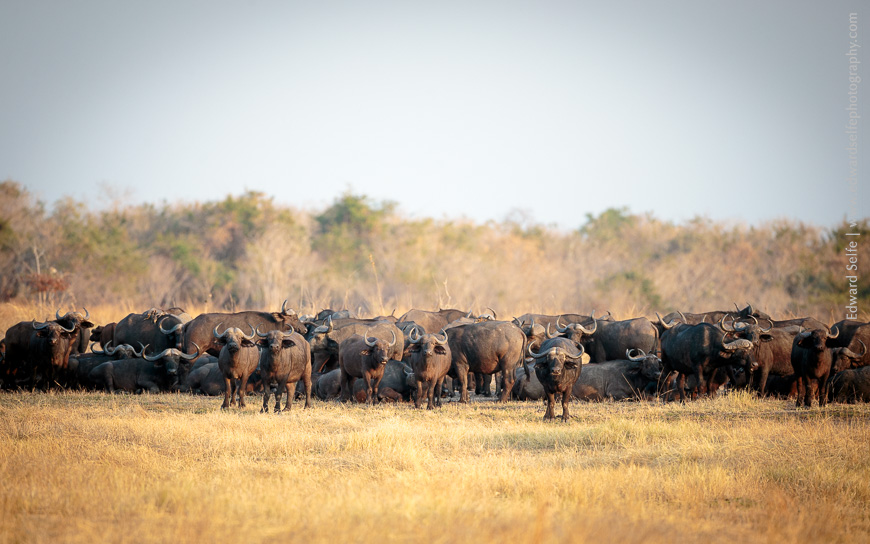 A large group of buffalo resting in the grass near the pan - the soft, side-light brings out the shape of every individual.