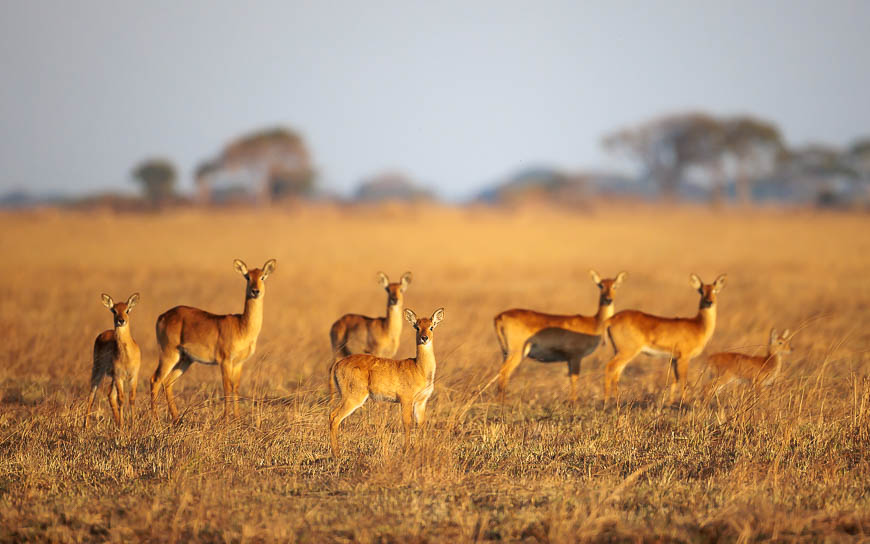 Images of wildlife from photo safari with edward selfe in zambia.