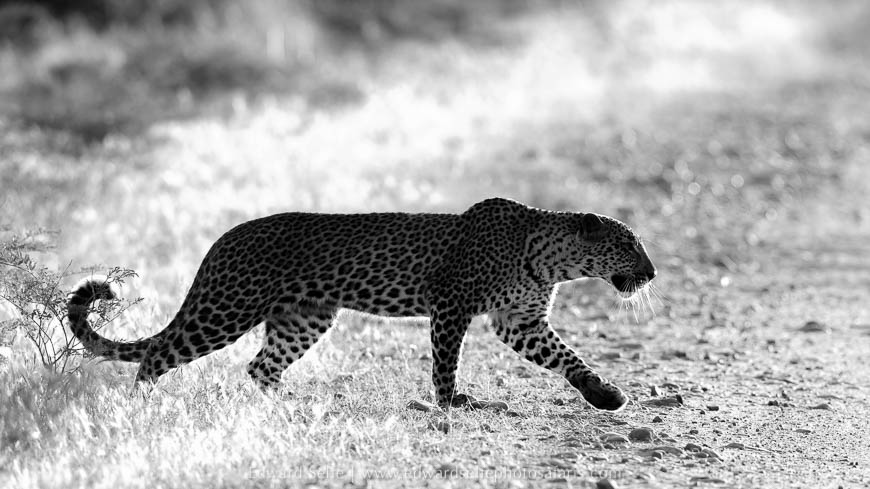 Wildlife image from photo safari with edward selfe.