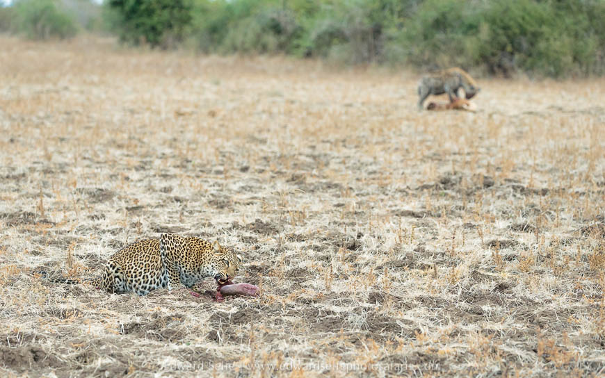 Leopard and hyaena feeding on carcass photo safari in south luangwa national park.