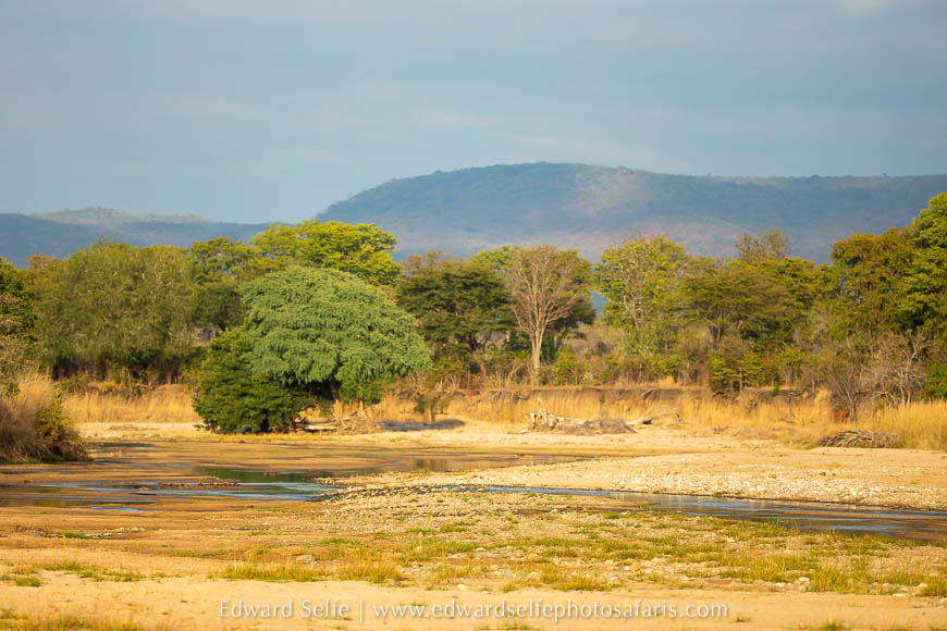 Wildlife image from photo safari with edward selfe.
