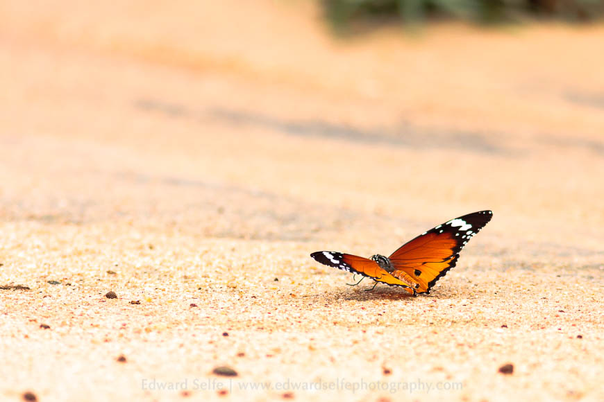 An African Monarch butterfly feeds on minerals and nutrients in elephant urine in the South Luangwa National Park