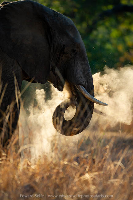 Wildlife image from photo safari with edward selfe.