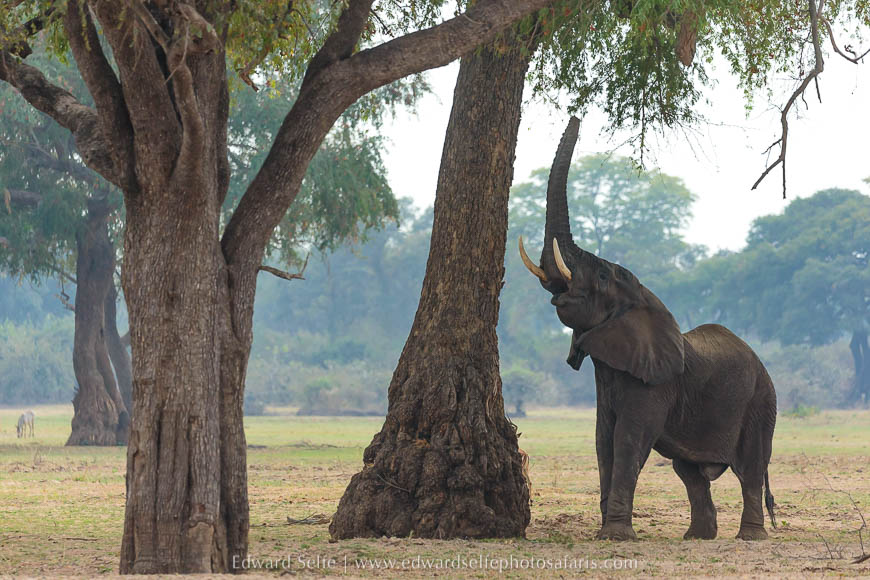 Wildlife image from a photo safari with edward selfe.