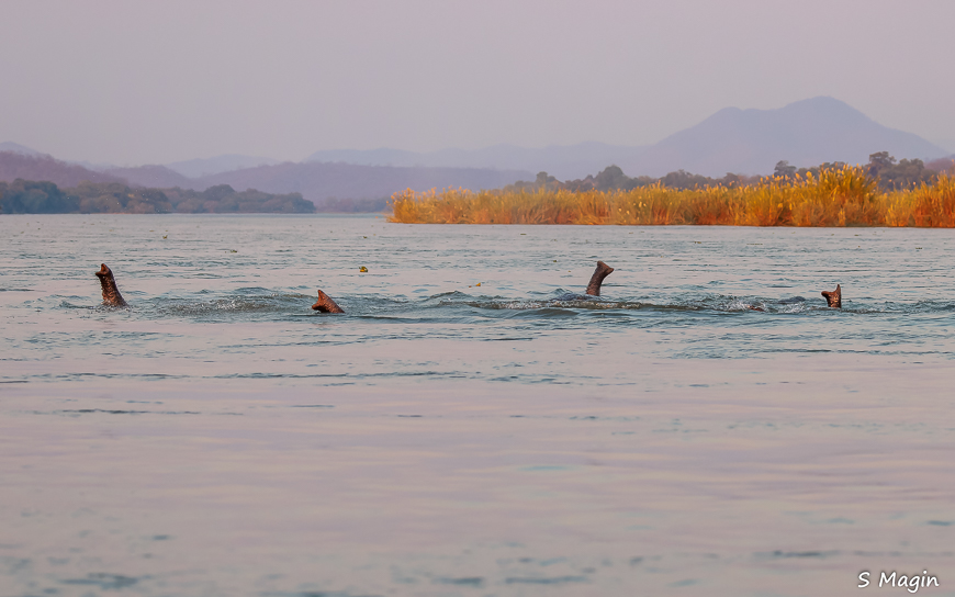 Wildlife image by Sharon Magin from photo safari in Zambia with Edward Selfe.