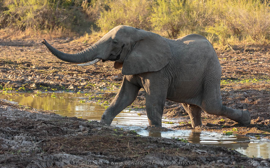 Wildlife image from photo safari with edward selfe in south luangwa national park.