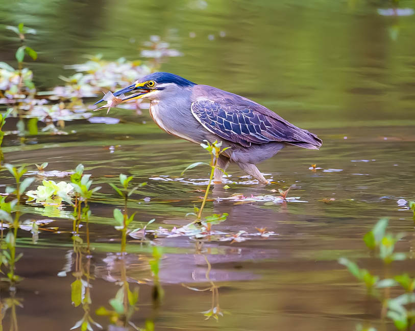 Wildlife image from South Luangwa by Mike White