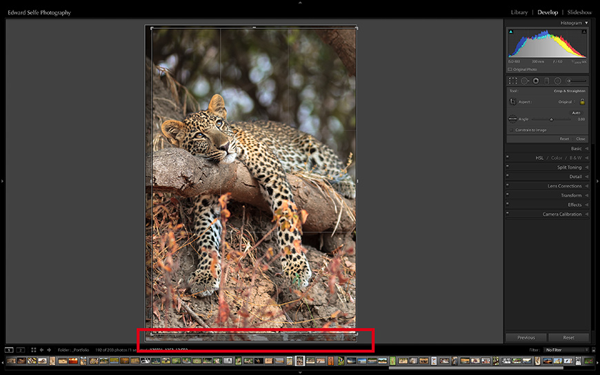A beautiful image of a leopard daydreaming is marred by bright coloured lichen on a foreground branch.