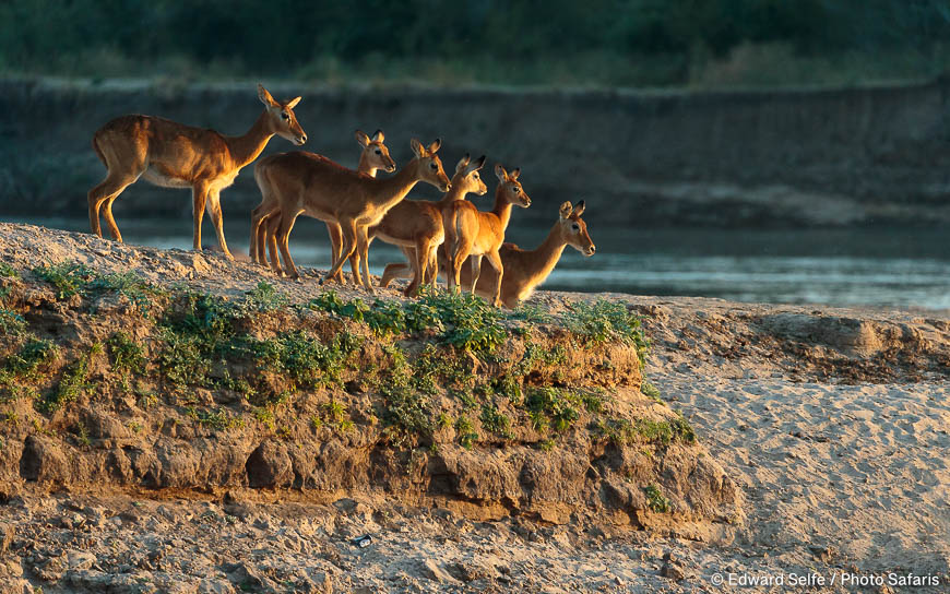 Wildlife image by edward selfe to illustrate the importance of a good background in shot.