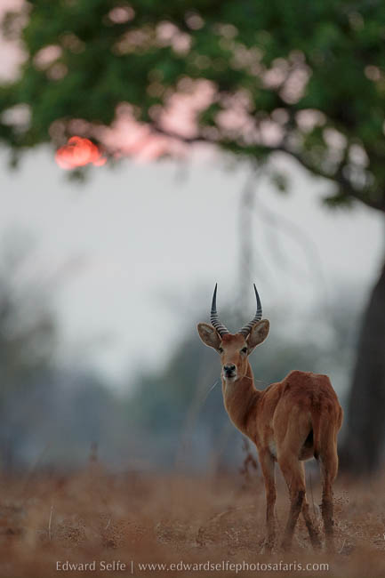 Wildlife image from photo safari with edward selfe in south luangwa national park.
