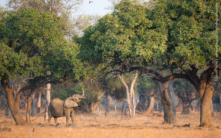 A cow elephant reaches for the leaves of a sausage tree in South Luangwa NP.