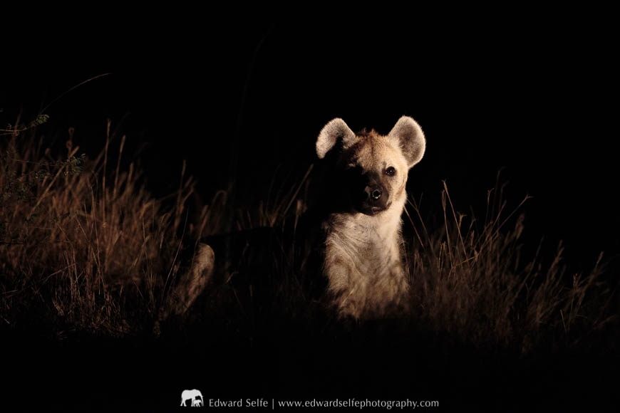 A hyaena rests in the grass in South Luangwa National Park.