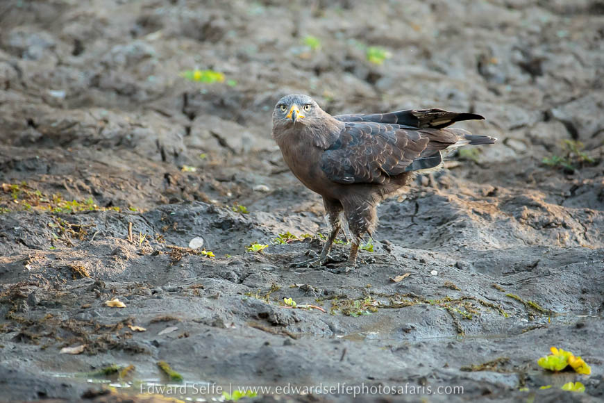 Wildlife image from photo safari with edward selfe.