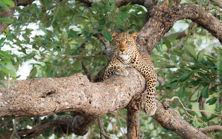 A leopard rests in a tree in South Luangwa, Zambia.