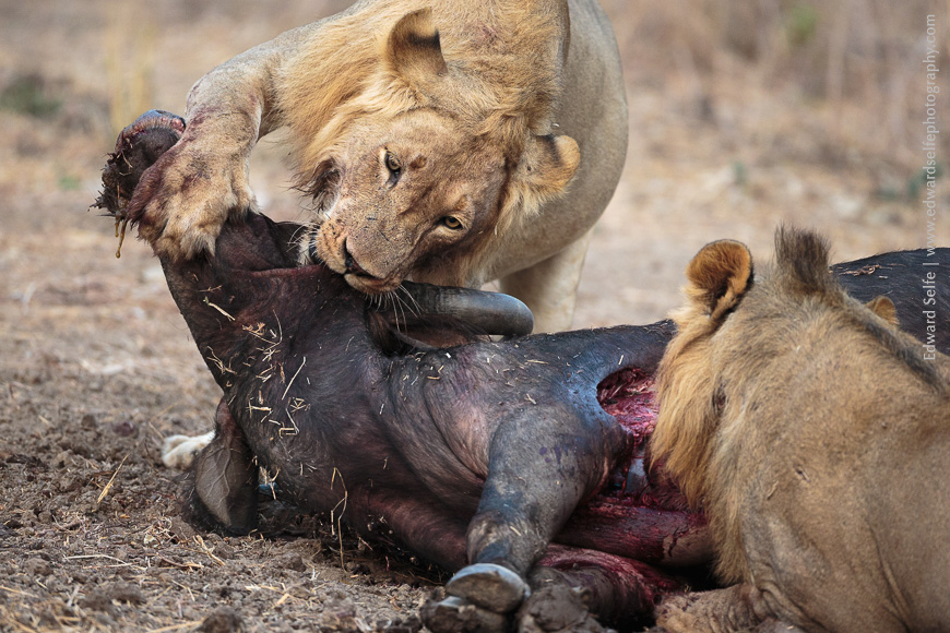 Young male lions feed on the carcass of a buffalo they have killed the previous night.