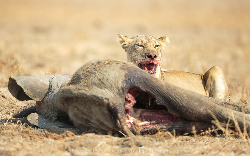 Wildlife image from photo safari with edward selfe in south luangwa national park.