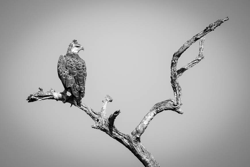 Images of wildlife from photo safari with edward selfe in south luangwa.