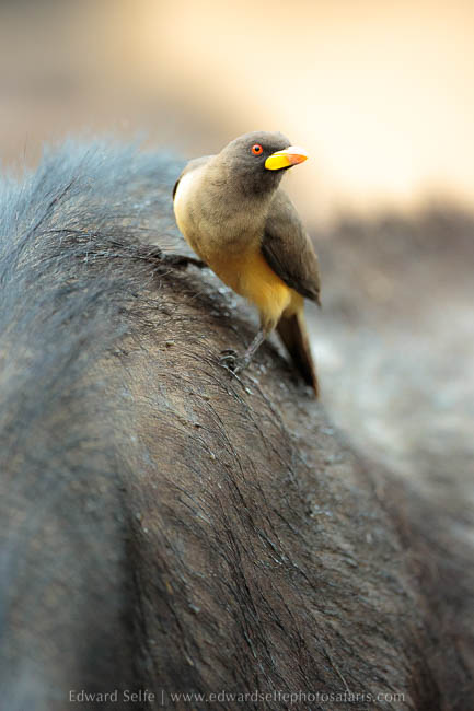Wildlife image from photo safari with edward selfe in south luangwa national park.